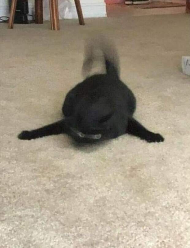 Уморительные котейки, которые сломались