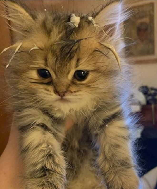 Котенок в доме