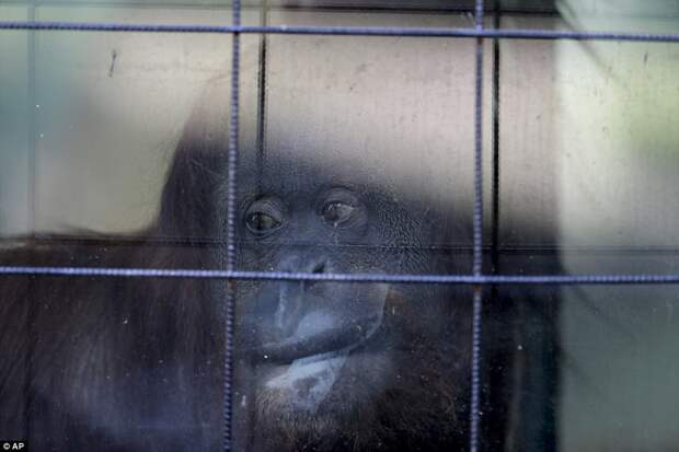 Грустные животные в зоопарка Буэнос-Айреса, которых должны были переселить еще год назад