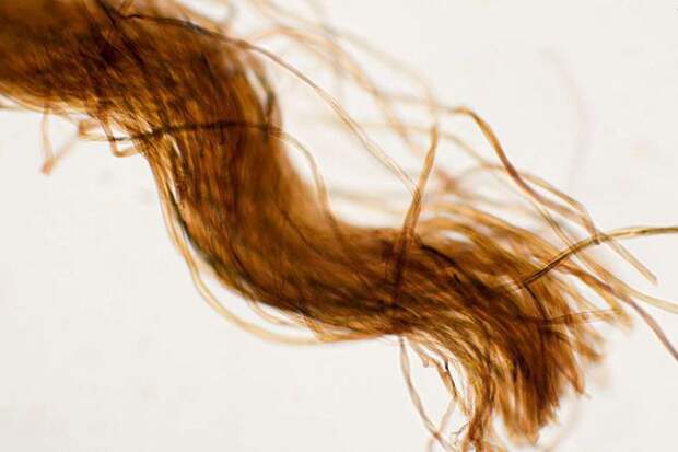 Интересные факты о волосах