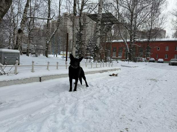 На Петроградской стороне догхантеры оставили в снегу мясо с рыболовными крючками