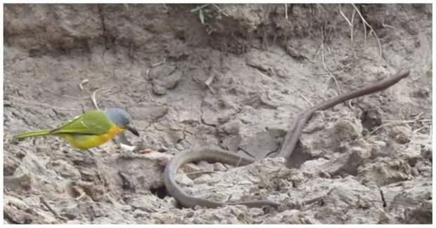 Маленькая птичка выпотрошила ядовитую змею Парк Крюгера, в мире, видео, животные, змея, охота, птица, юар