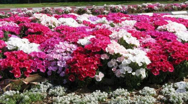 В садах чаще всего выращивают годеции прелестную и крупноцветковую