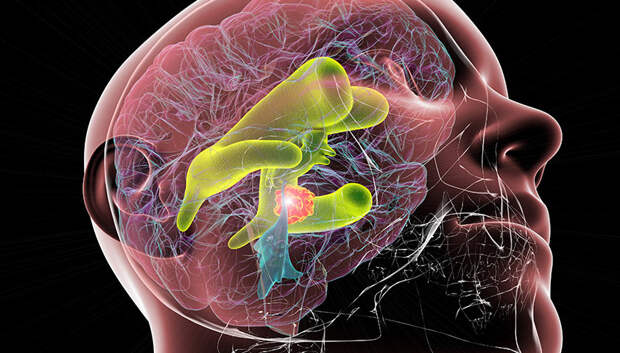 Гидравлический мозг: движение тела связано с движением жидкости в головном мозге