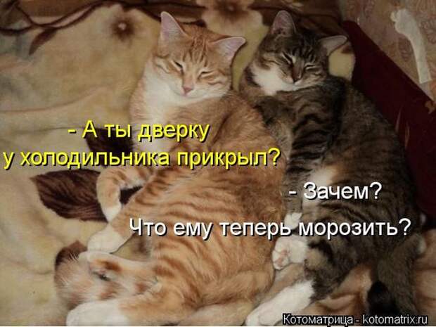 Лучшие котоматрицы за неделю