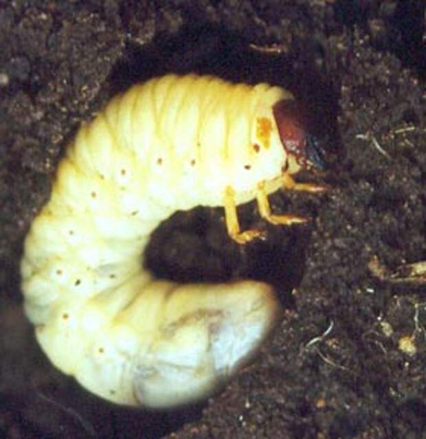 борьба с личинками майского жука