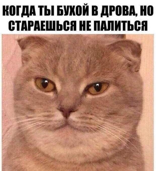 Очередная порция картинок с подписями картинки с подписями, подборка, позитив