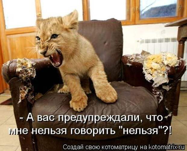 Лучшие котоматрицы недели Лучшие котоматрицы недели