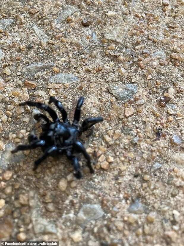Австралийка обнаружила на дне своего бассейна 20 пауков