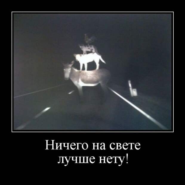Забавные и прикольные демотиваторы для настроения (11 фото)