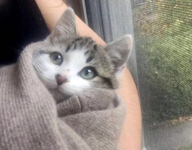 Без кота и жизнь не та