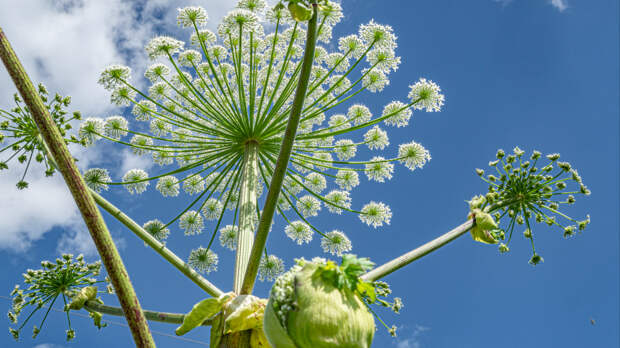 Дачников в Подмосковье предупредили о штрафах до миллиона рублей за борщевик