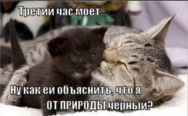 Самые прикольные картинки