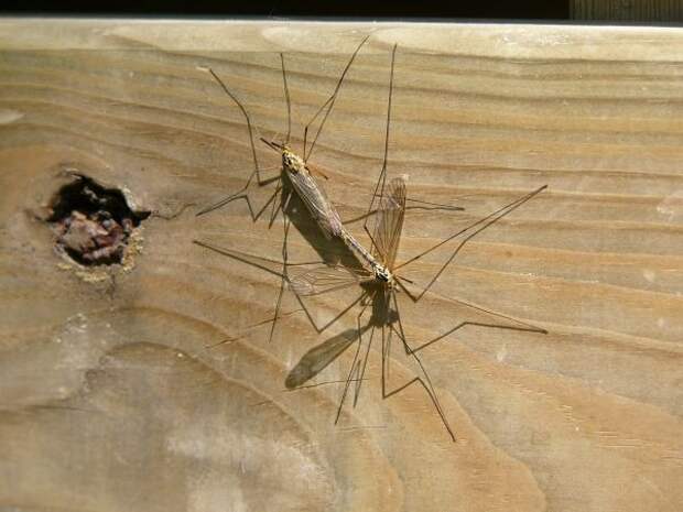 Нашествие «диких» комаров на Кубани: люди не могут выйти на улицу