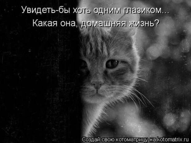 Котоматрицы(картинки с надписями)