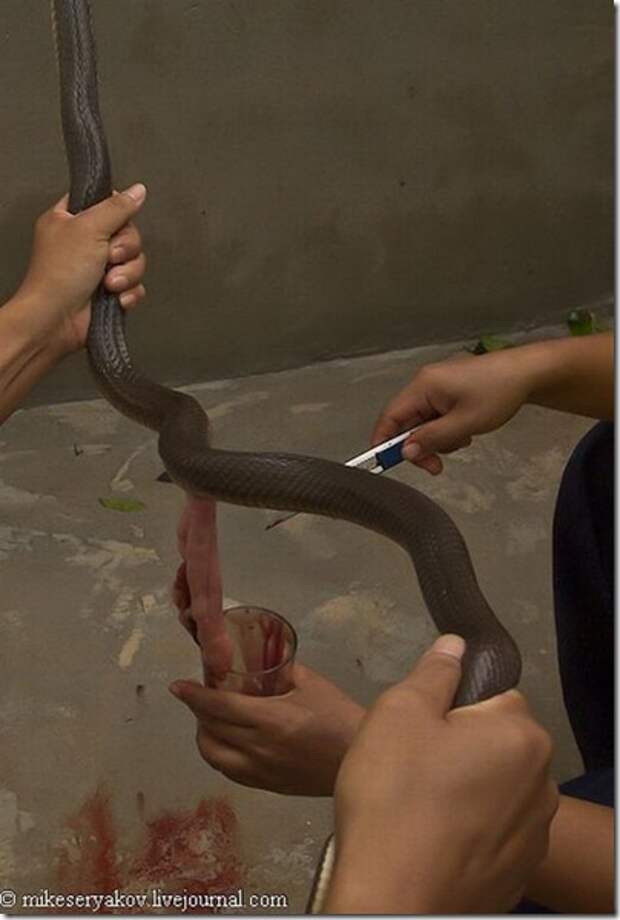 Extreme-cocktail-of-Thailand_12_(www.funnypagenet.com)