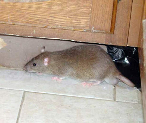 К чему в жилище проникает крыса: ждать денег или опасаться беды? Примета