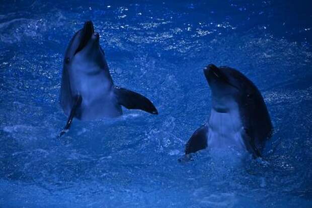 На набережной Новороссийска спасли дельфина, но это не конец истории. Горожан просят присмотреться