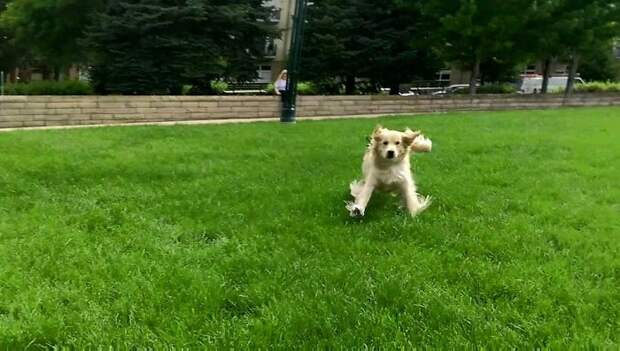 My Golden Retriever After Not Seeing Me For 9 Months