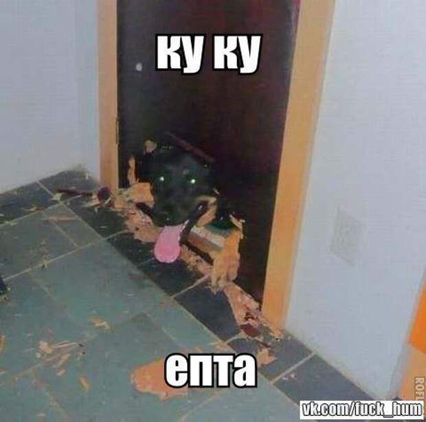 прикол, животные собаки