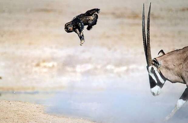 Антилопа научила медоеда летать Медоед, антилопа, барсук, в мире, животные, схватка