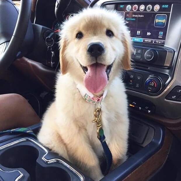 Adorable Golden Retriever