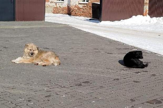 В двух округах Тамбовской области зафиксирована вспышка опасного заболевания