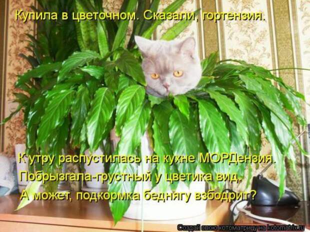 Котоматрицы(картинки с надписями)