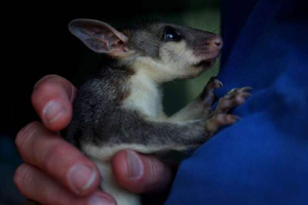 Кадры спасения пострадавших животных в Австралии