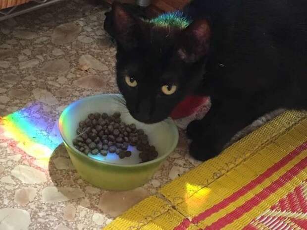 кошка с едой