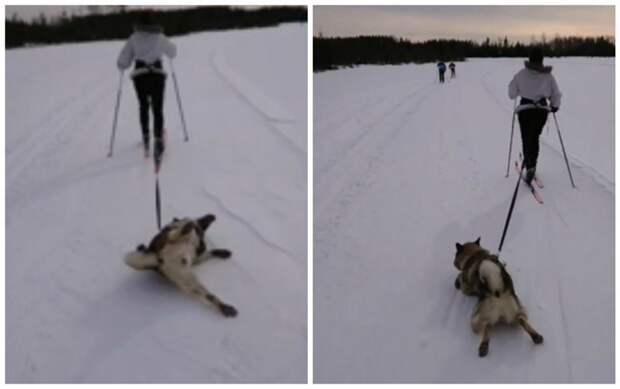 Ленивый пёс-лыжник стал знаменитостью в сети ynews, видео, животные, интересное, лыжник, собаки, хаски