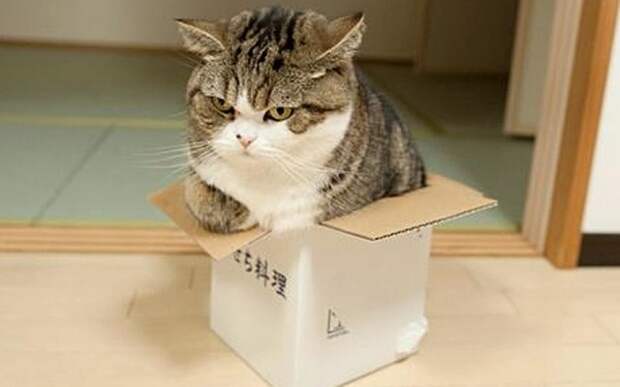 Ибо нет на свете такой коробки, в которую бы не мог забраться кот...
