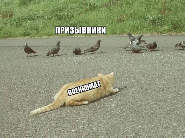 Прикольные надписи к картинкам для веселья (11 фото) Прикольные надписи к картинкам для веселья (11 фото)