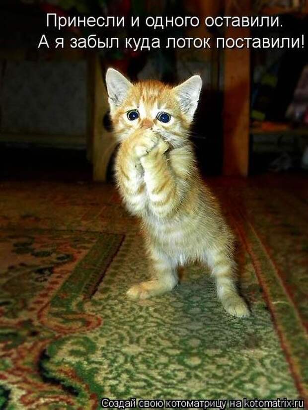 Лучшие котоматрицы недели Лучшие котоматрицы недели