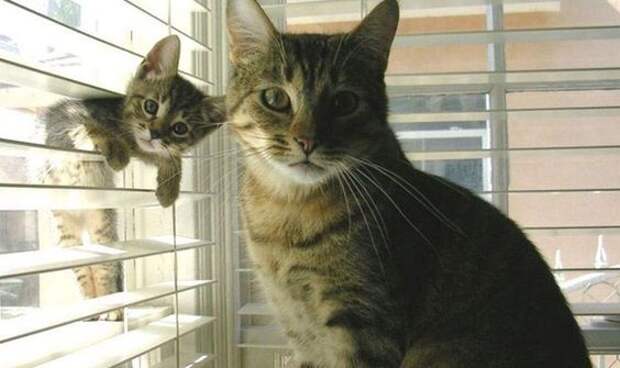 кошка с котенком на окне