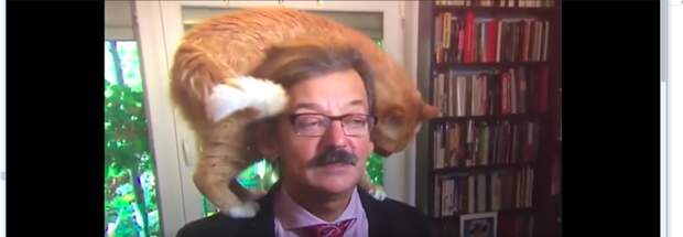 Кот сделал телевизионное интервью историка незабываемым Dr Jerzy Targalski, NTR, без кота и жизнь не та, в мире животных, видео, интервью, коты