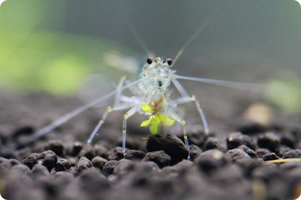 Креветка Амано или Каридина Японика (лат. Caridina multidentata)