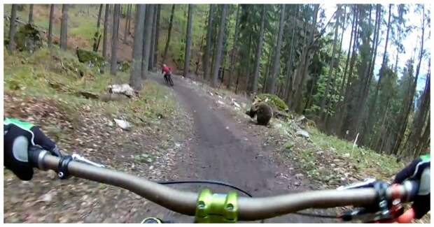 Ничто так не заряжает во время катания на велосипеде, как голодный медведь бегущий за тобой! видео, животные, медведь, словакия