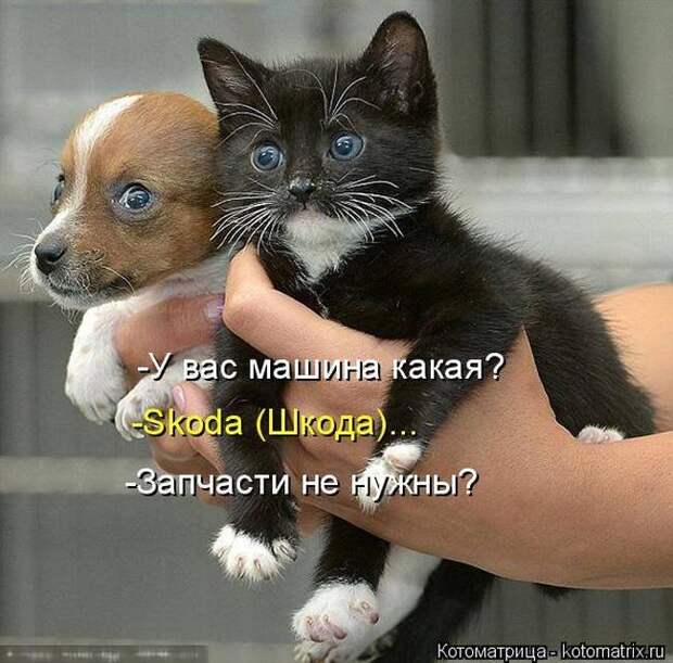Выпуск 272: Красочные и улыбающие котоматрицы (30 фото) Выпуск 272: Красочные и улыбающие котоматрицы (30 фото)