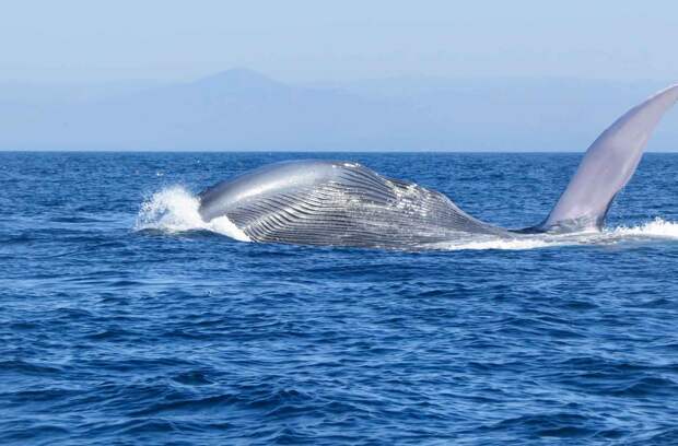 Синий кит - самое большое животное на планете