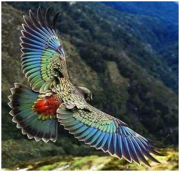 Красота птичьего полета великолепие, животные, интересное, красота, полет, птицы, факты