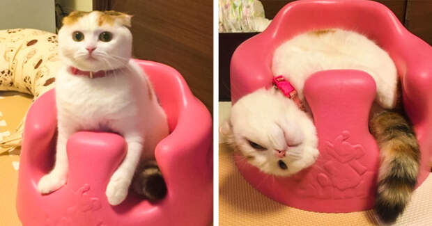 20+ котеек, которые пренебрегают всеми известными законами физики