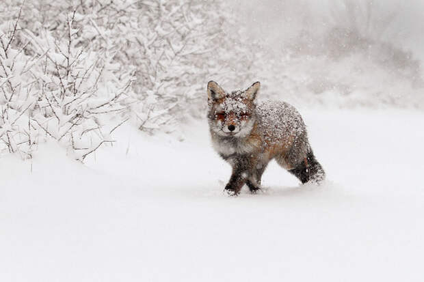 Непредсказуемые дикие лисы в фотографиях Розелин Реймонд-10