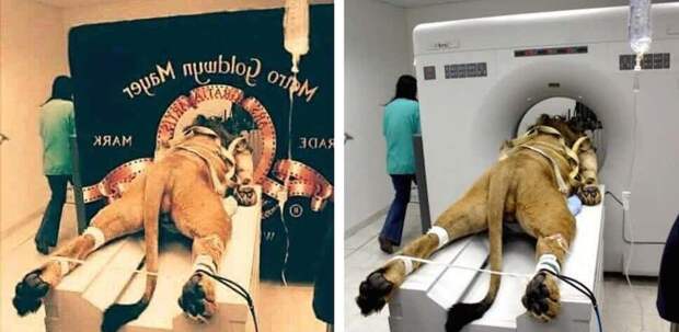Лев с эмблемы MGM вирусные фотографии, обман, фото, фотошоп