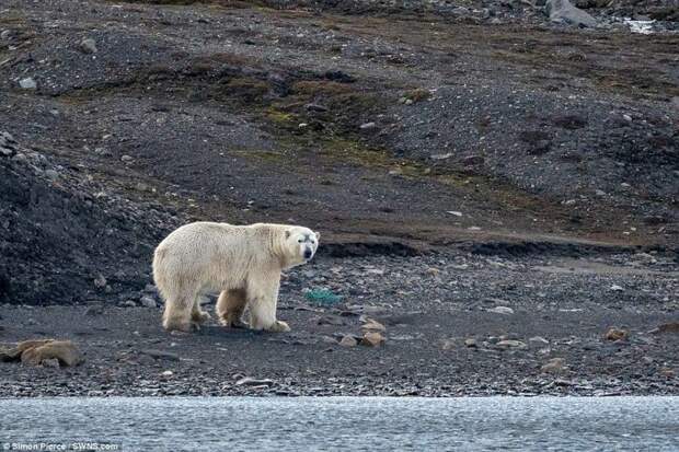 Сколько пластикового мусора в Арктике? животные, загрязнение окружающей среды, новости, пластик, пластиковые отходы, фото, экология, экспедиция