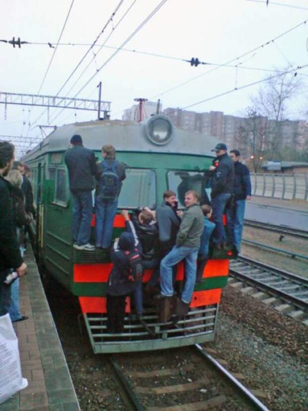 Зайцы