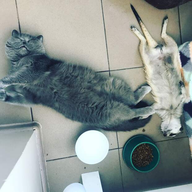8 теплых фото кота и суриката, которые любят обниматься