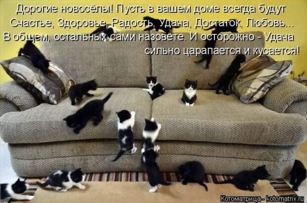 Лучшие котоматрицы недели