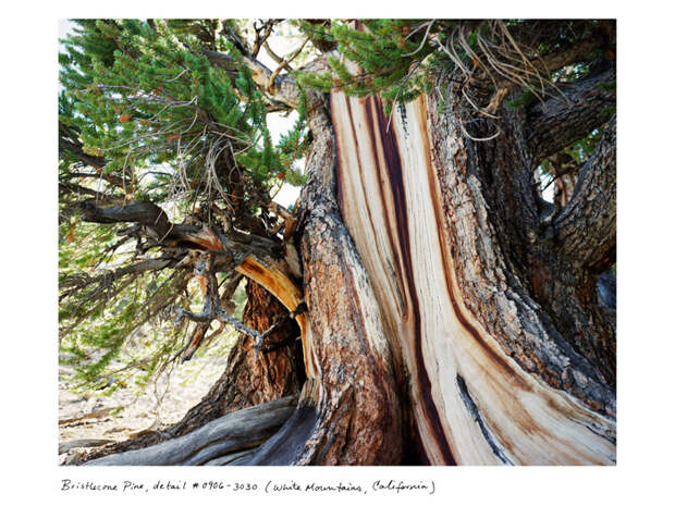 09_Bristlecone_0906_3030_3x4