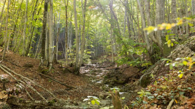 В Крыму стартовал весенний лесокультурный сезон